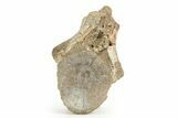 Rare, Fossil Aetosaur Cervical Vertebra - New Mexico #367569-2